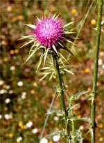 TSA SYLIBUM MARIANUM 50 ML - Farmacia Sant Anna SAS del Dott. Mariani Federigo